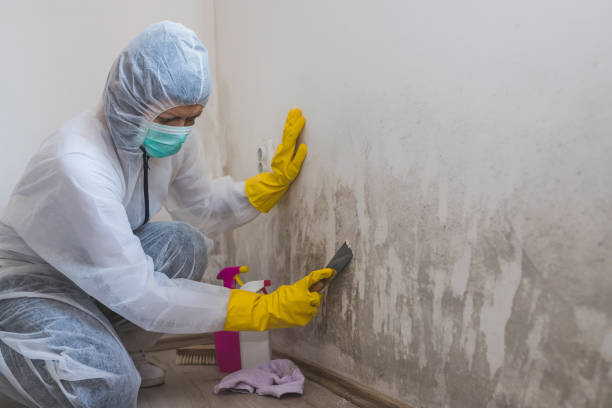 Best Real Estate Mold Inspection  in Temple, TX