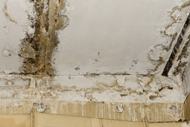 Temple, TX Mold Removal Company