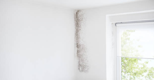  Temple, TX Mold Removal Pros