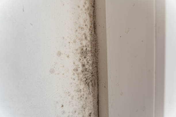 Best Airborne Mold Testing  in Temple, TX